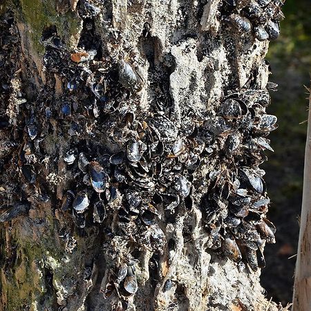 Hotel Haus Kranich Prerow Exteriör bild